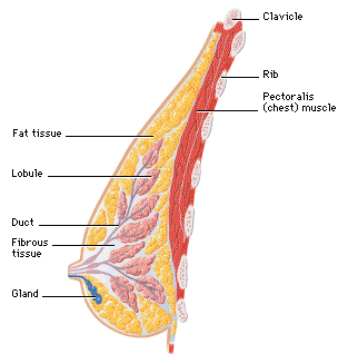 Breast Reduction Cross Section